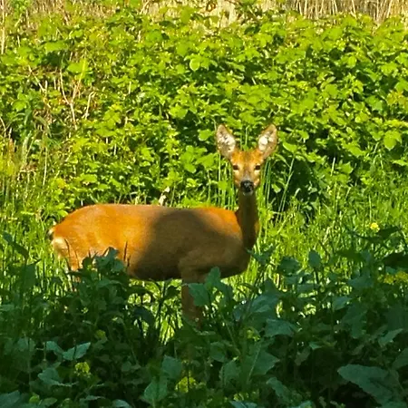 Apartmán In Auf Ruegen *