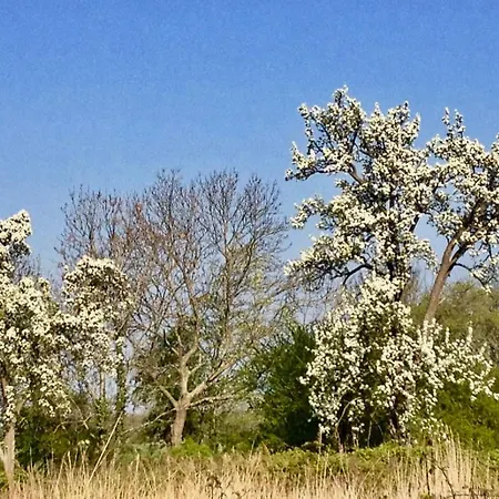 In Auf Ruegen アパート Patzig